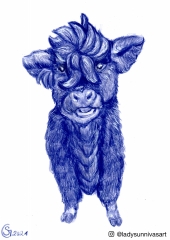 Blue-Highland-Calf-Face